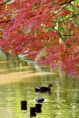 秋の鴨