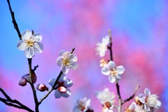 近くの梅林にて