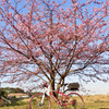 桜と自転車