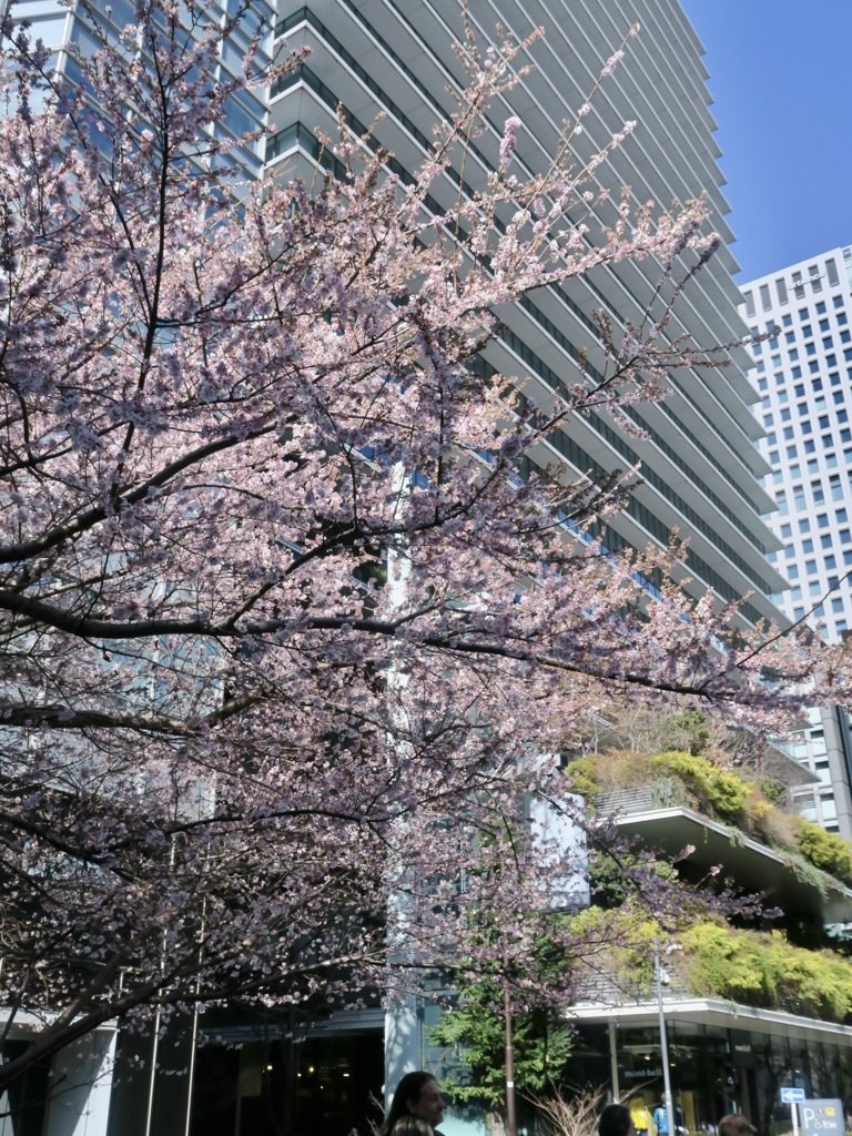 この時期の銀座の桜