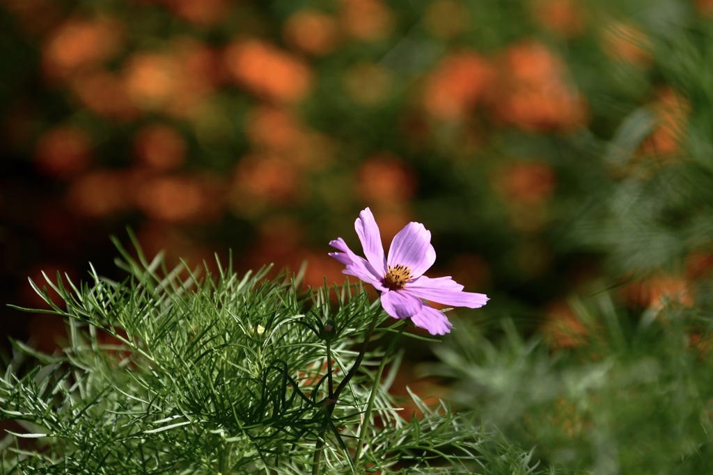 秋桜