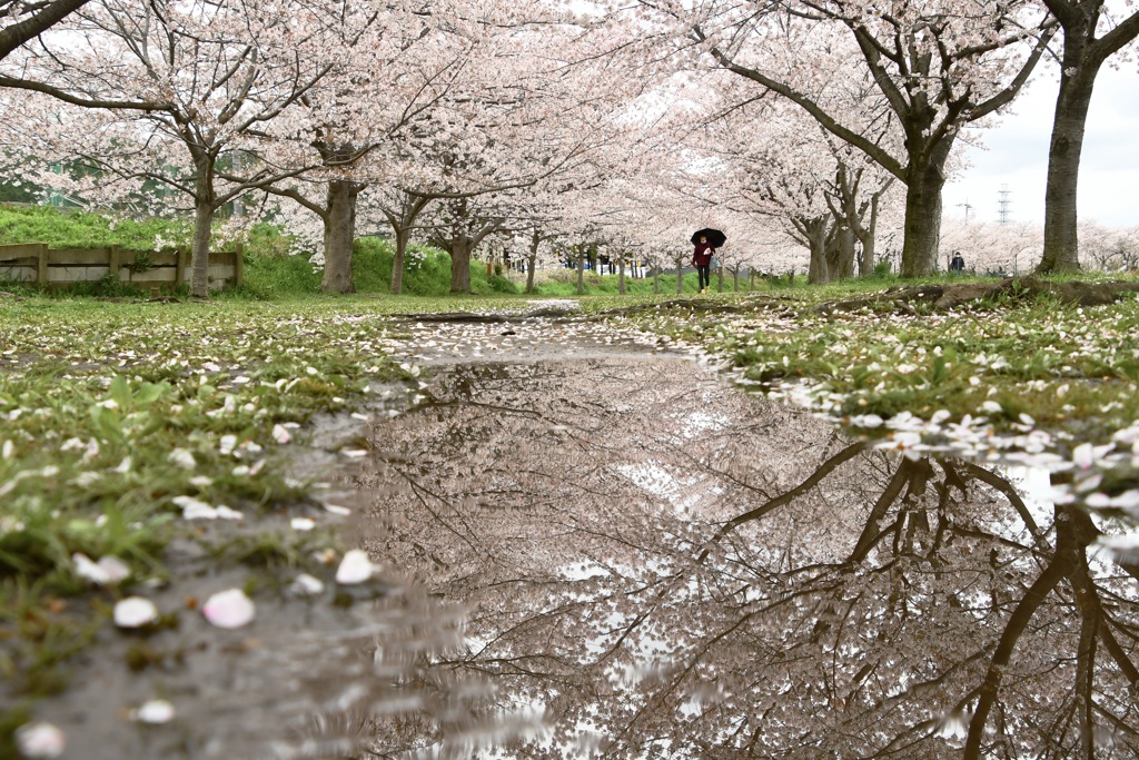 桜並木