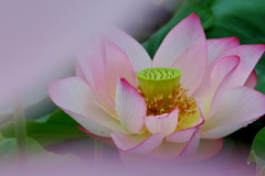 蓮も終わりに近づいて来ました