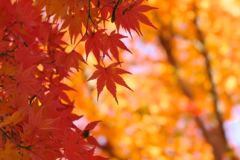 等々力渓谷の紅葉