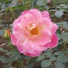 薔薇