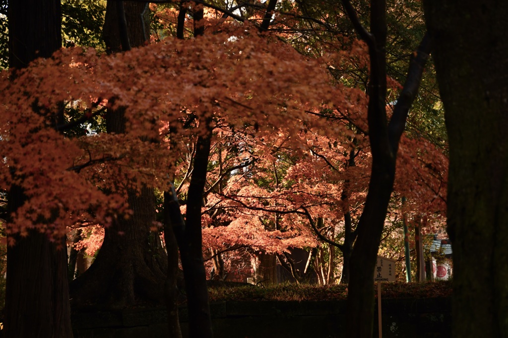 最後の紅葉