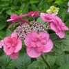 紫陽花