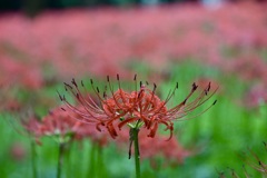 雨の彼岸花