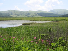 シモツケ草が咲く湿原