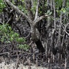 マングローブの空気根