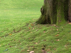 苔の庭