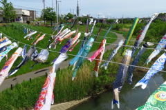 どこでもみられる鯉のぼり