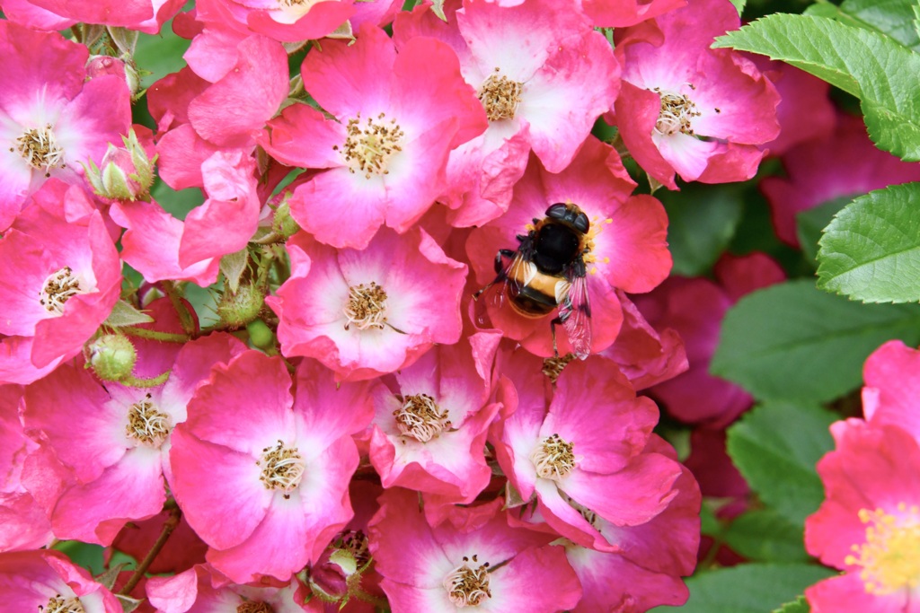変わった薔薇に種類がわからないミツバチ