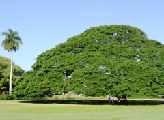 モンキーポッドという種類の木