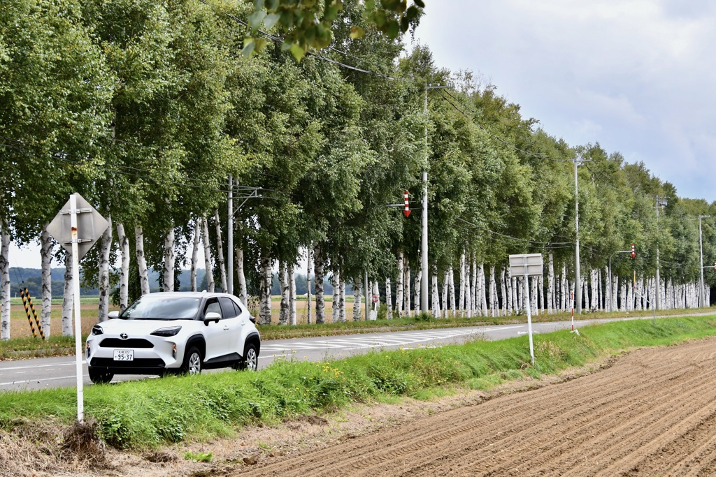 しらかばの防雪林