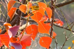 葉脈　虫に食べられても頑張った！