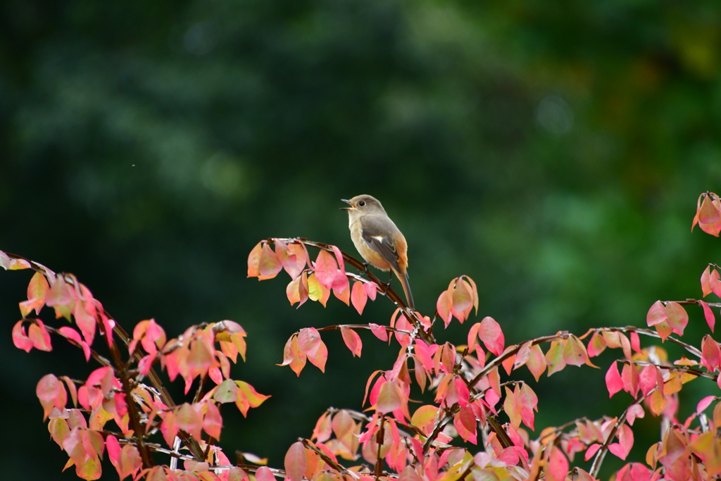 ジョウビタキとニシキギの紅葉