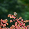 ジョウビタキとニシキギの紅葉