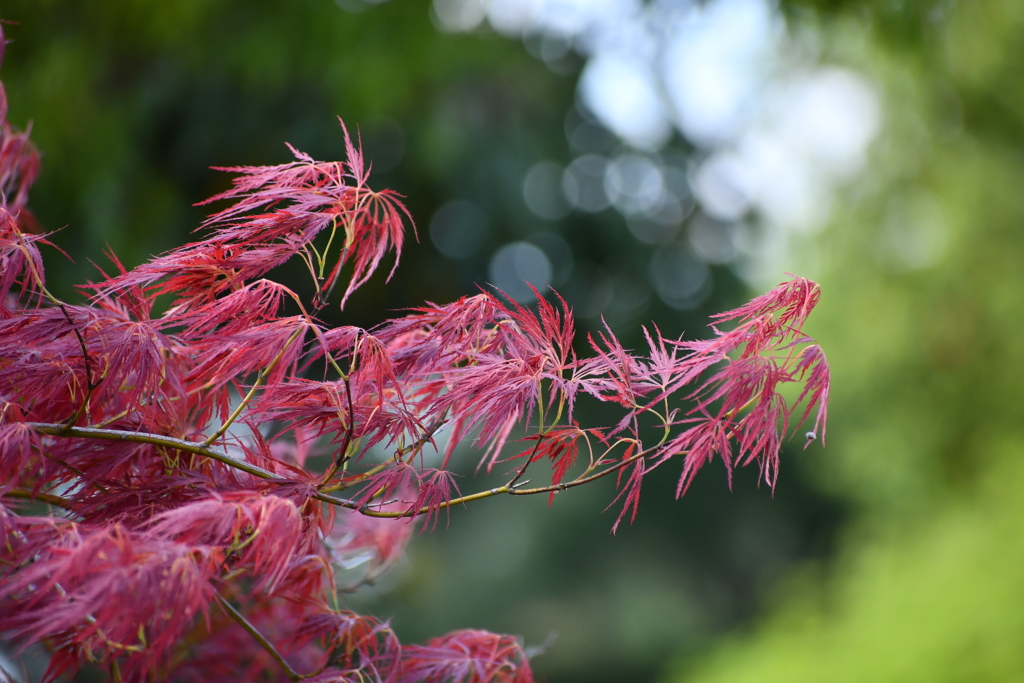 春紅葉