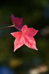 紅葉