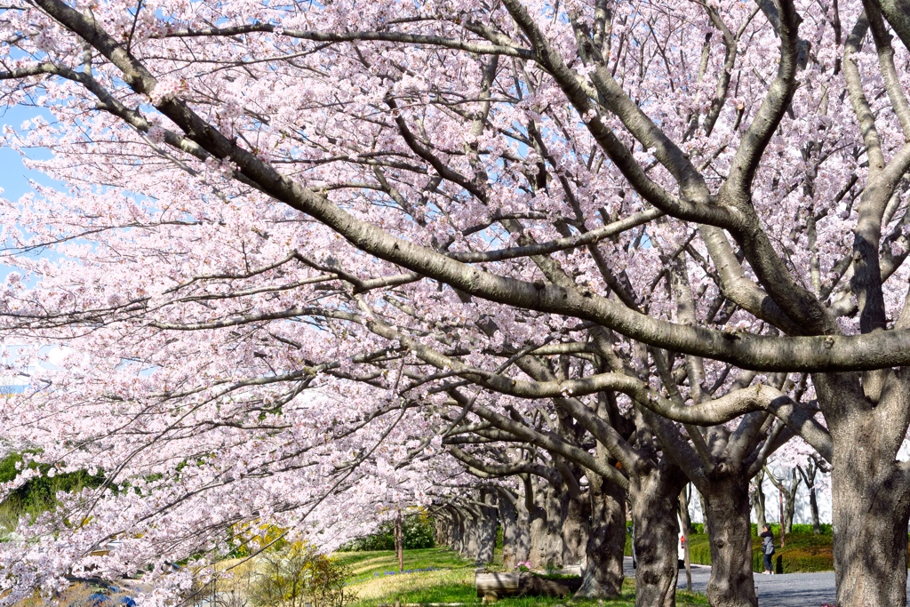 桜の幹