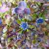 紫陽花