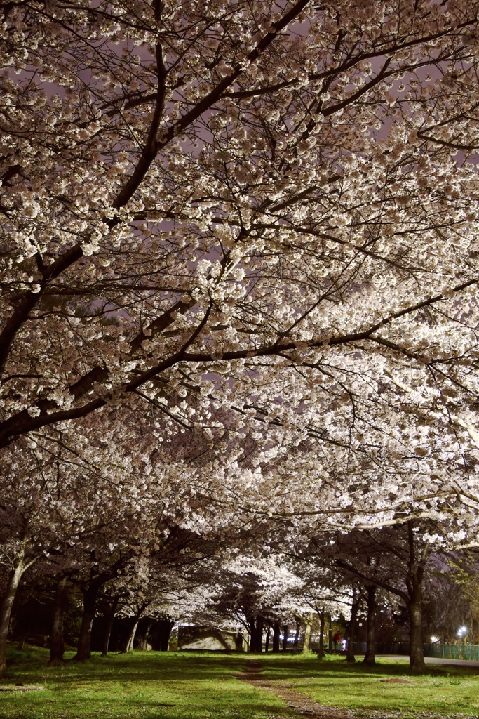 夜桜