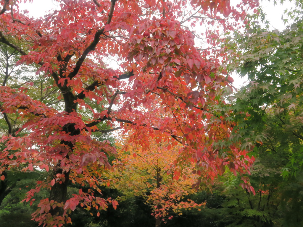 紅葉が見られ始めました