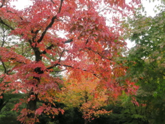 紅葉が見られ始めました
