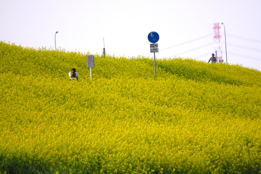 いちめんの菜の花
