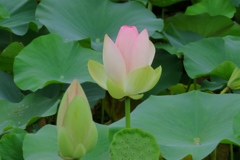 ハスの品種、小舞妃蓮