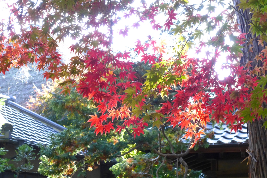 紅葉