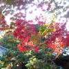 紅葉