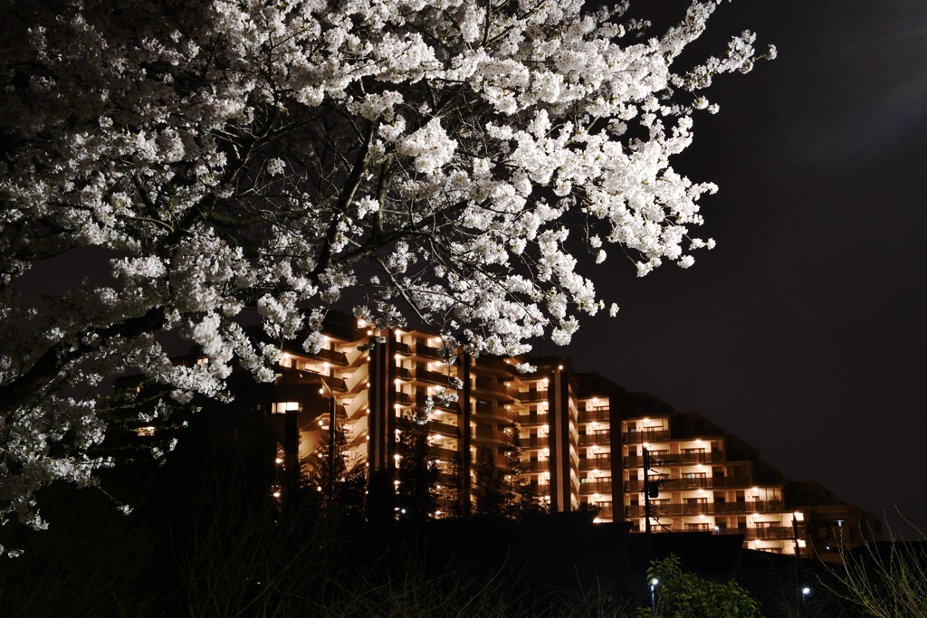 夜桜とマンション