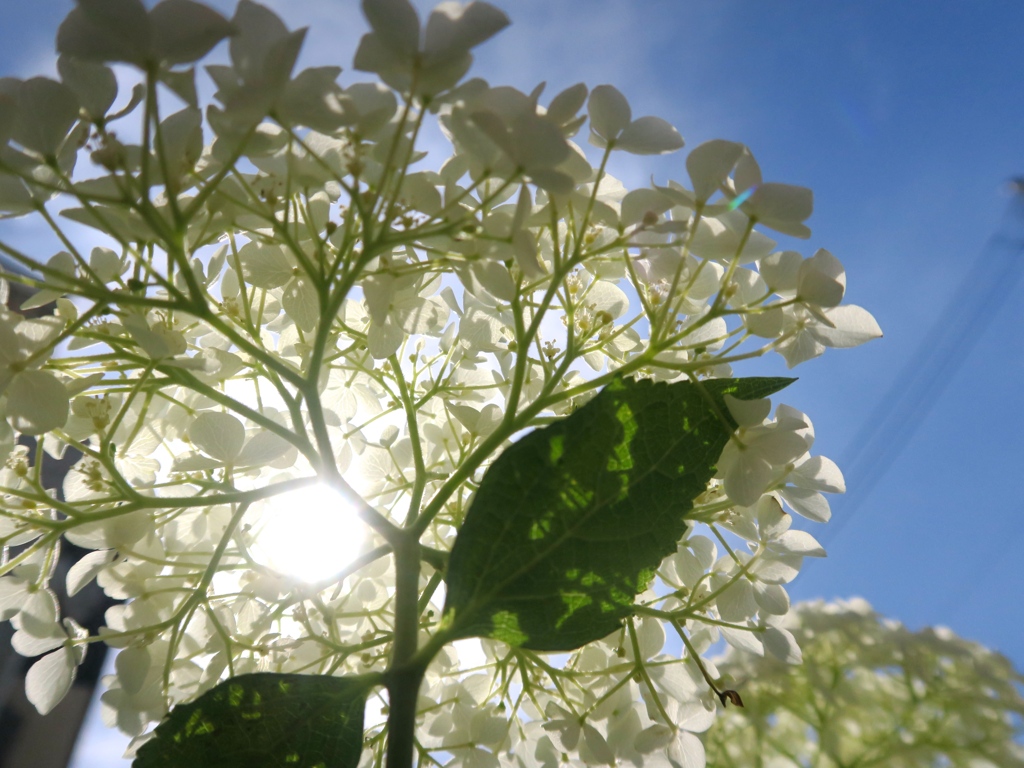 紫陽花