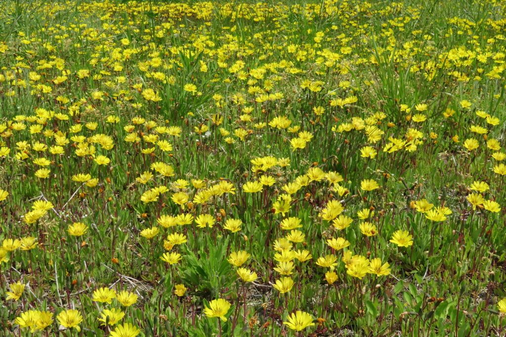 雑草　オオジシバリの群生