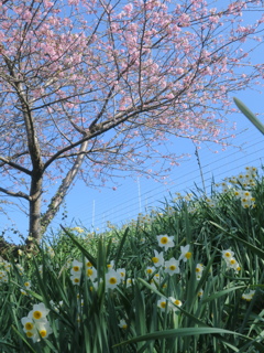 河津桜と水仙