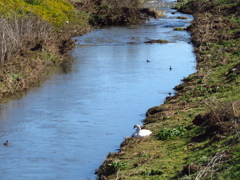 野鳥撮影の小川