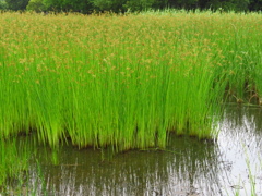 近くの湿地