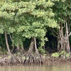 マングローブの林