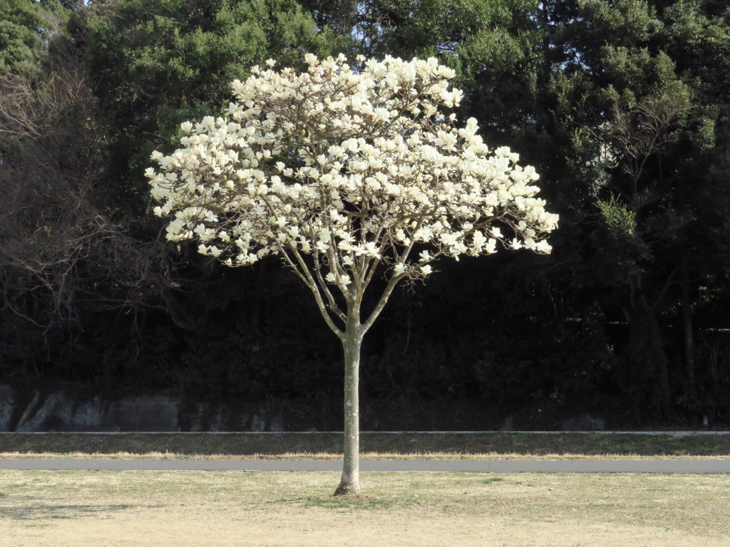 こぶしの木