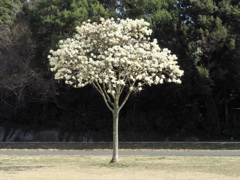 こぶしの木