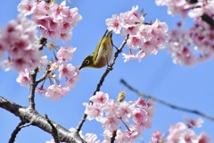 地元の河津桜とメジロ