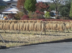 稲の掛干し