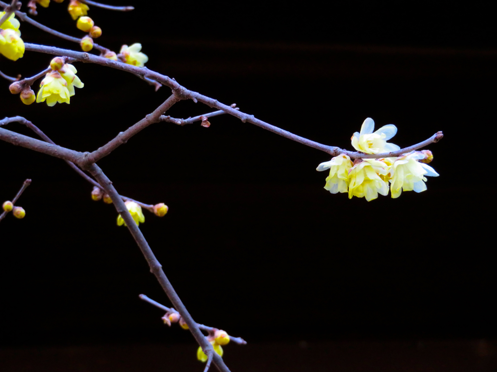 春はまだ先なのに・・・