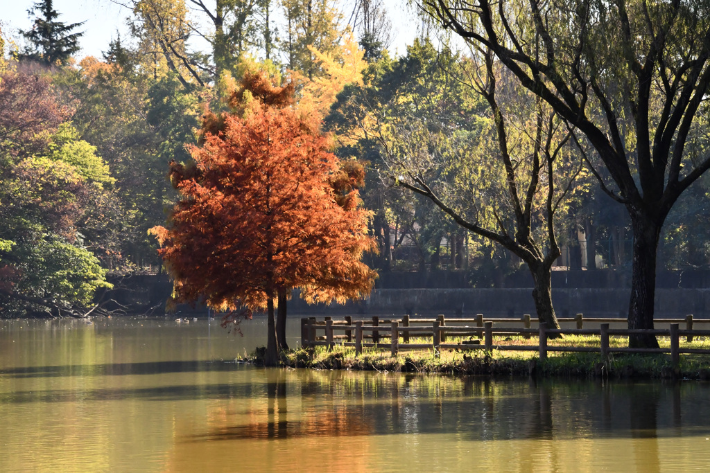 近所の公園