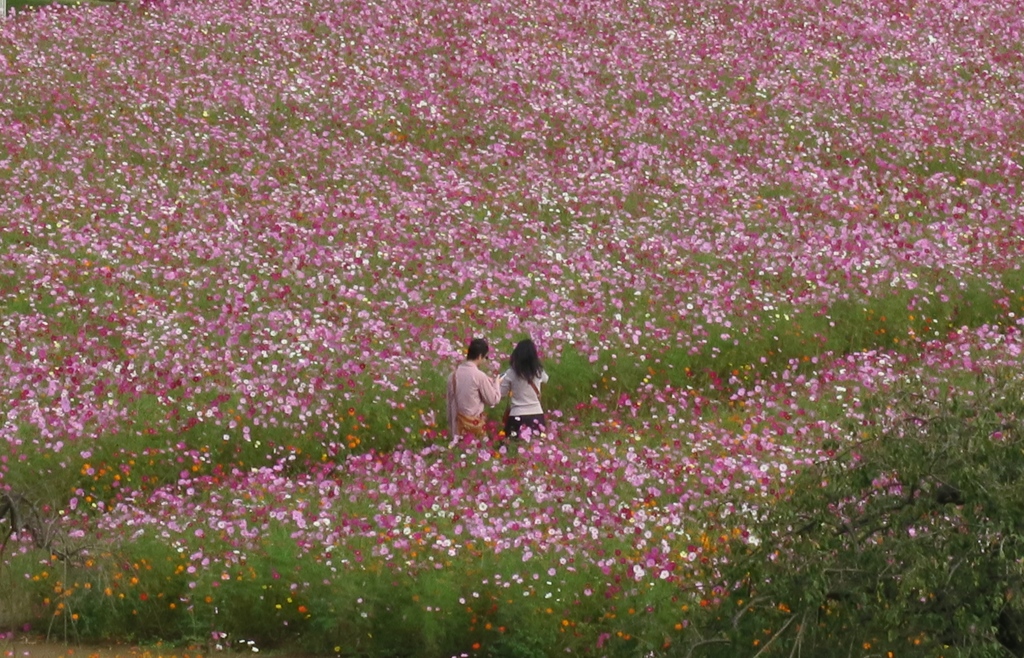 柏市あけぼの山公園のコスモス