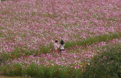 柏市あけぼの山公園のコスモス