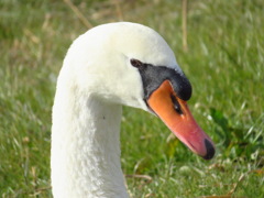 近所の白鳥