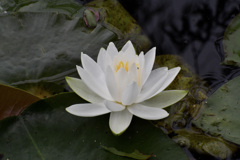 睡蓮